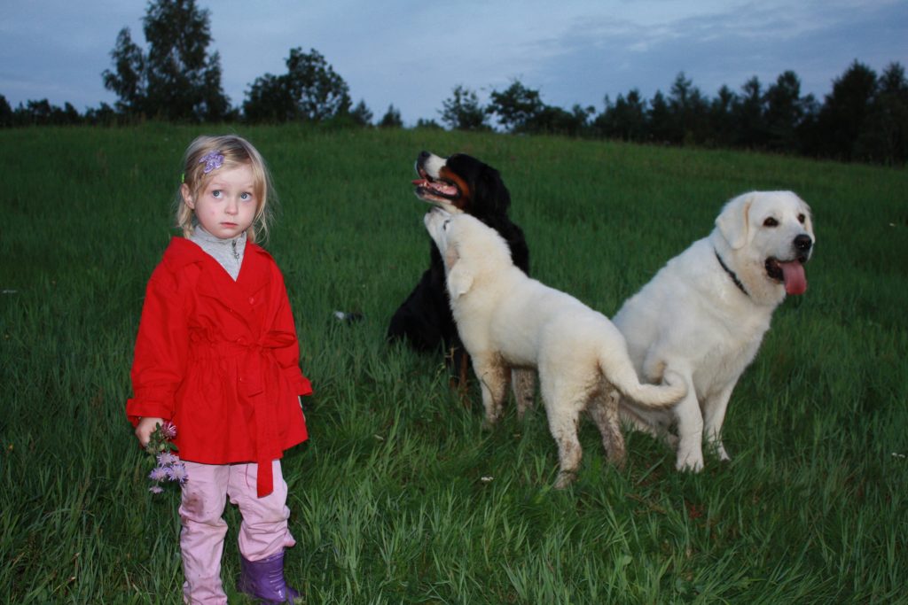 tatra shepherd dog